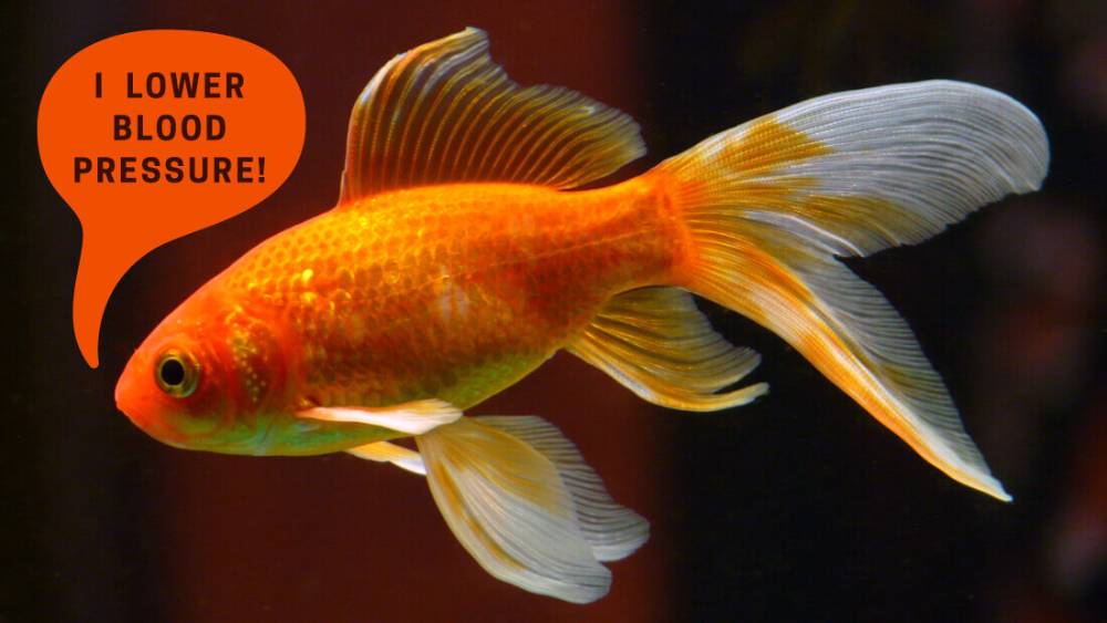 Gold fish with text bubble "I lower blood pressure!"