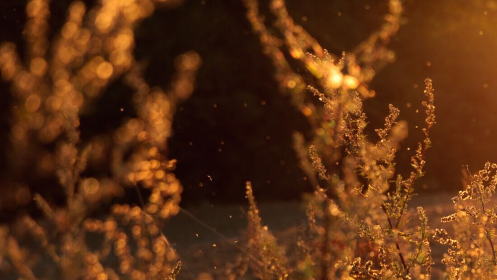 Close up of a plant at night.