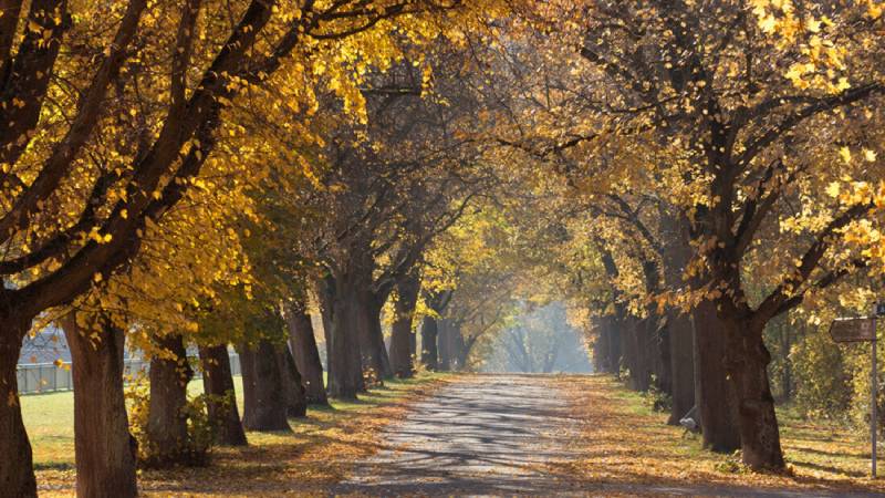 Autumn fall trees walk way path.
